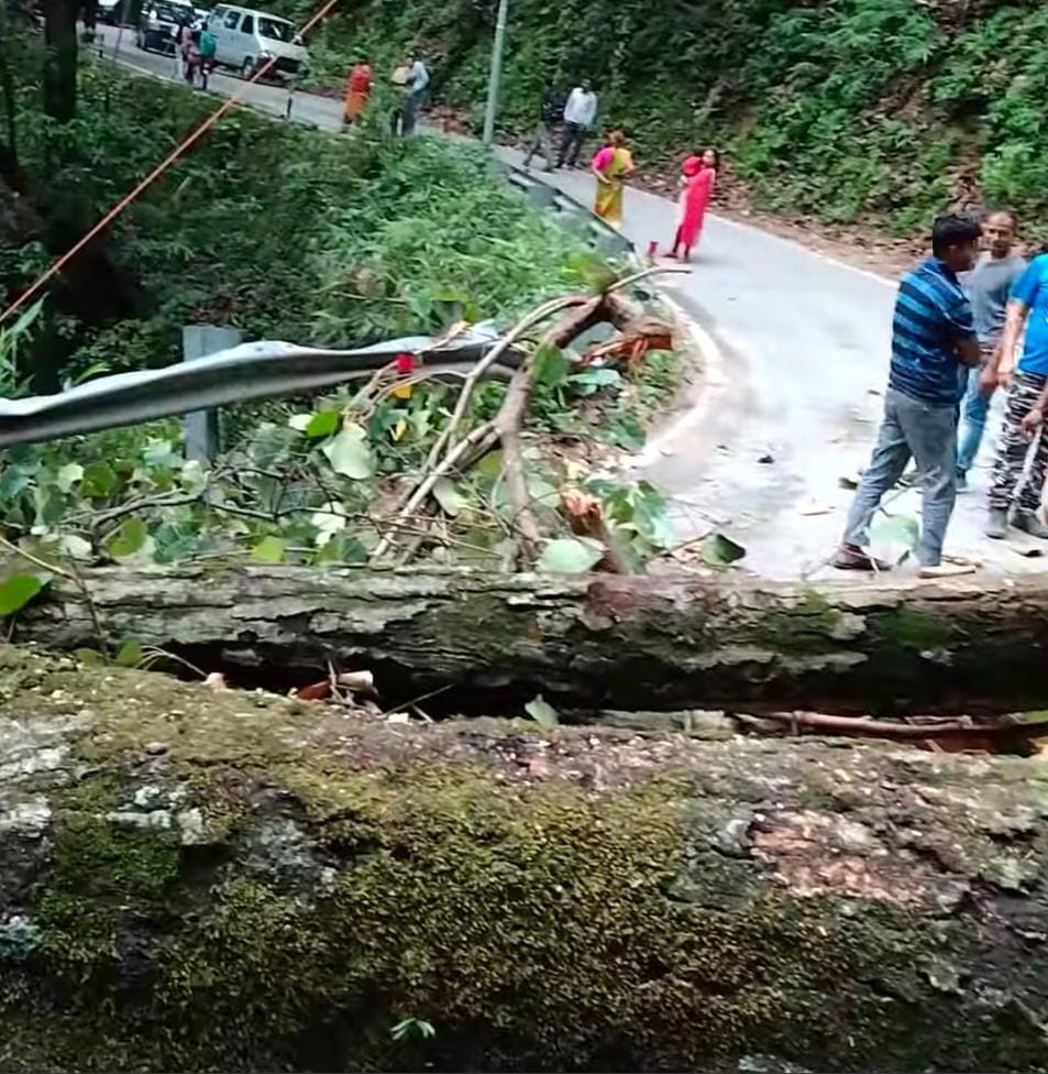 मोहान-मरचूला मार्ग में चिमटा के पास गिरा कनार का पेड़।संवाद न्यूज एजेंसी मोहान-मरचूला मार्ग में चिमटा के पास गिरा कनार का पेड़।संवाद न्यूज एजेंसी