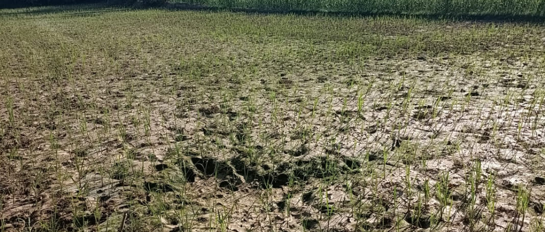 15 पीबीटीपी 21 बारिश न होने से पूरनपुर क्षेत्र के एक खेत में सूख रही धान की फसल।