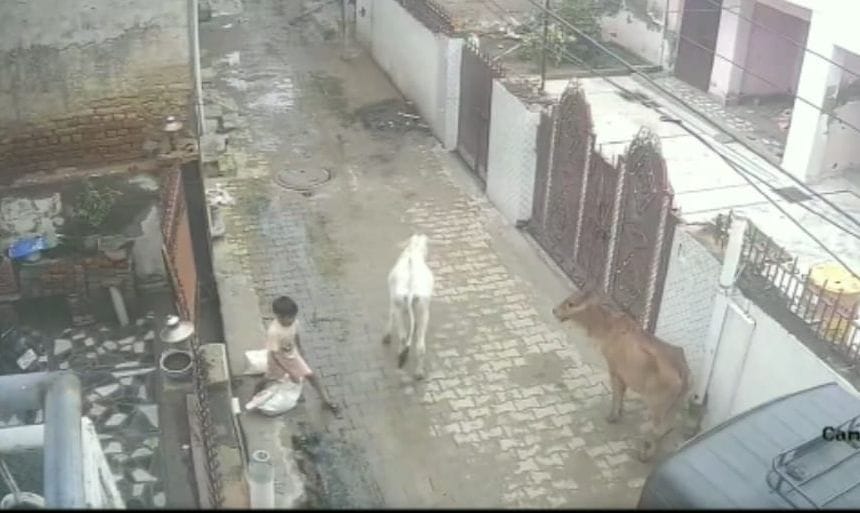   गाय के जाने के बाद नाले से निकलकर जाता बच्चा।