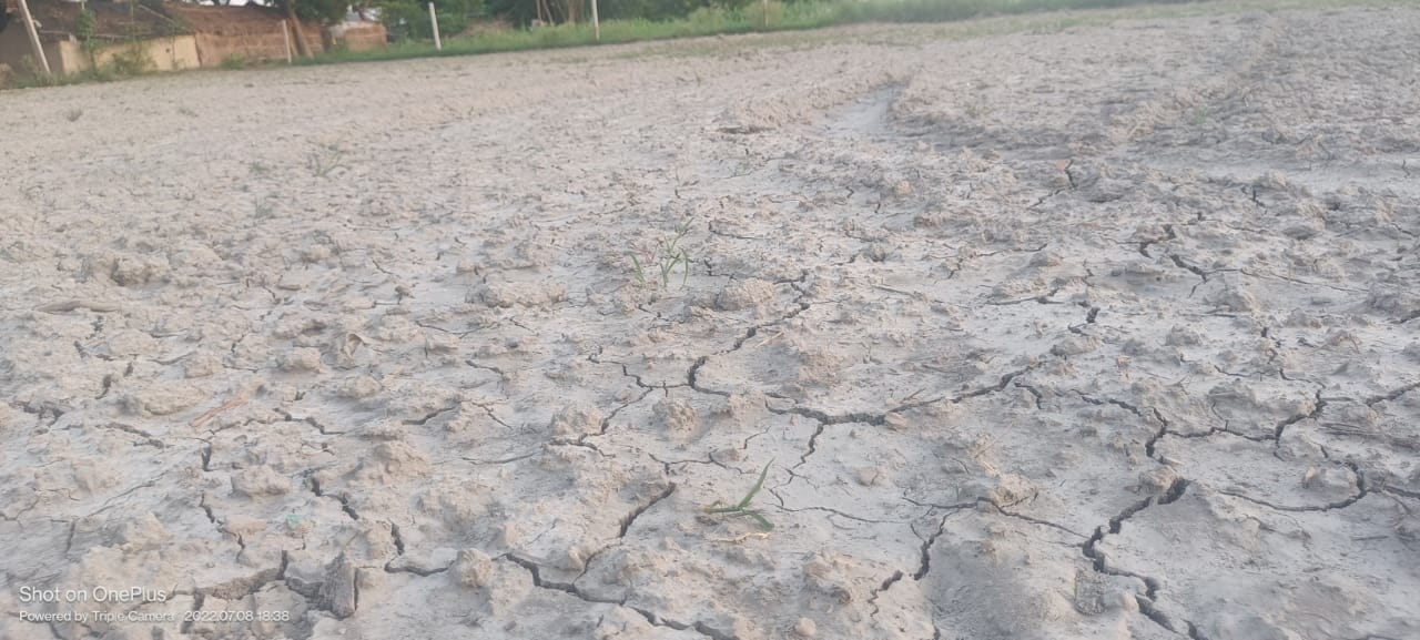 सिंगरामऊ में बारिश के अभाव में खेत में पड़ी दरारें। संवाद सिंगरामऊ में बारिश के अभाव में खेत में पड़ी दरारें। संवाद