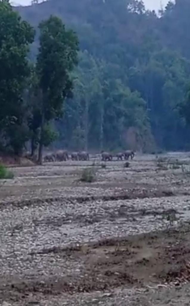 बहराल के समीप से गुजरता हाथियों का झुंड। संवाद बहराल के समीप से गुजरता हाथियों का झुंड। संवाद