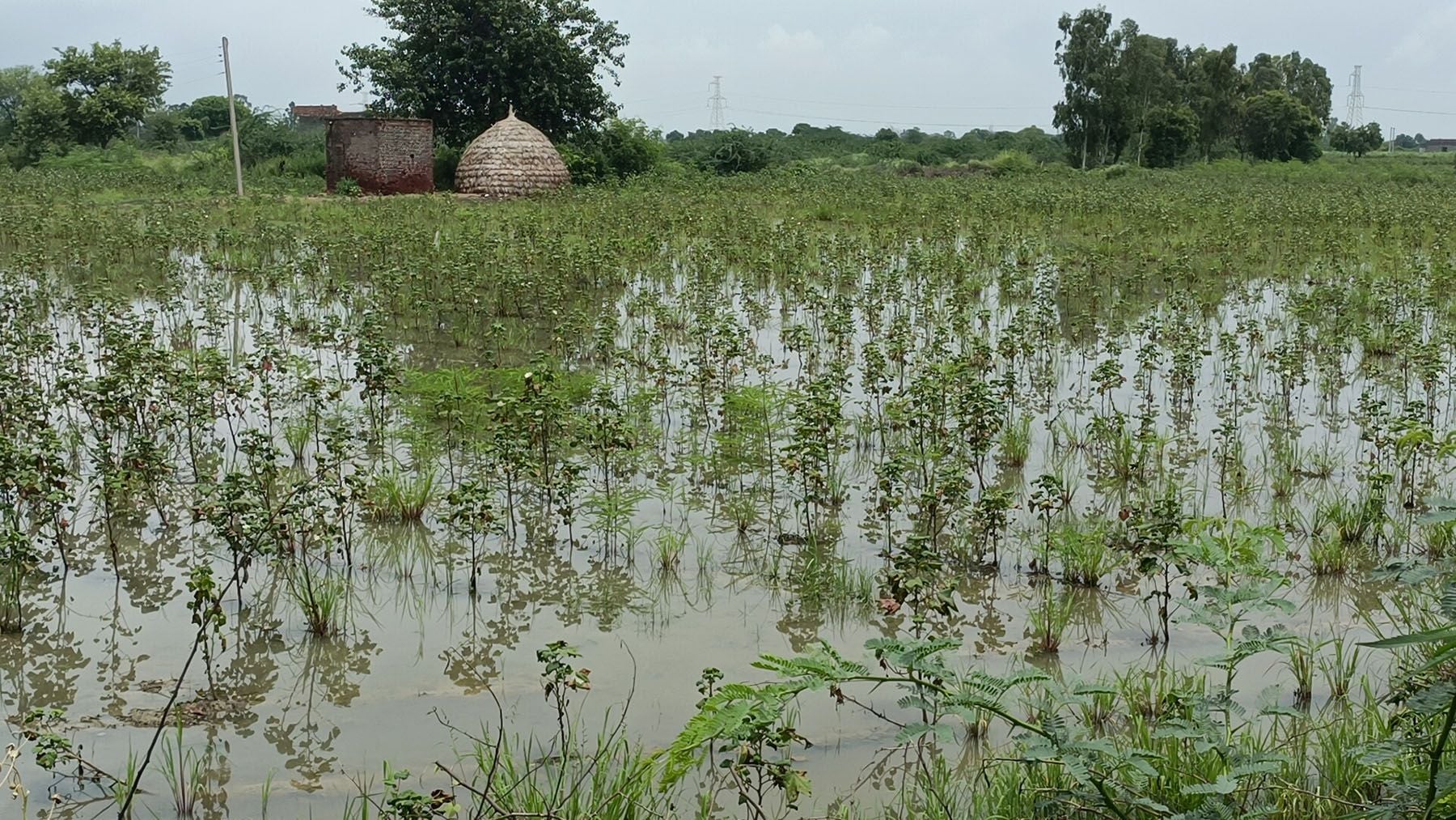 04-कलायत। अन्य इलाकों से पानी छोडने के कारण खराब हो रही कपास की फसल 04-कलायत। अन्य इलाकों से पानी छोडने के कारण खराब हो रही कपास की फसल