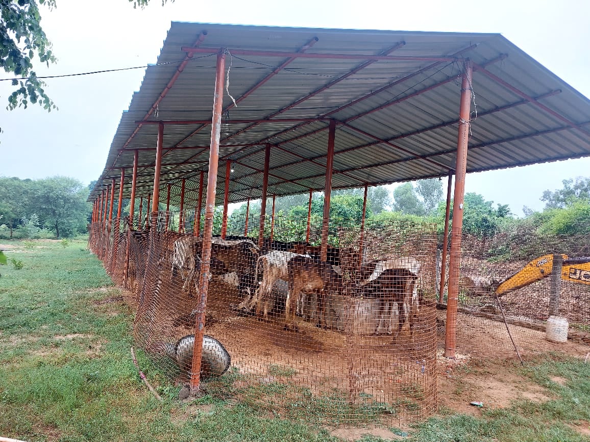 गौशाला के चारों विकास विभाग की ओर से लगाया गया लोहे का जाल गौशाला के चारों विकास विभाग की ओर से लगाया गया लोहे का जाल