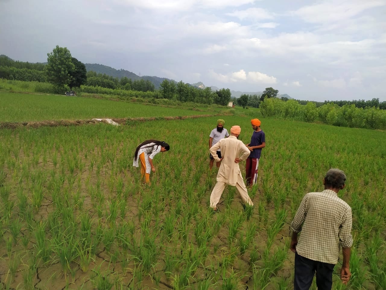 पांवटा साहिब के केदारपुर में धान के खेत का निरीक्षण करतीं केवीके की वैज्ञानिक। संवाद पांवटा साहिब के केदारपुर में धान के खेत का निरीक्षण करतीं केवीके की वैज्ञानिक। संवाद