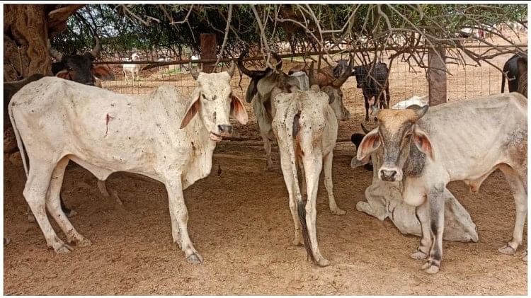 Lumpy Skin Disease: पाकिस्तान से आया लंपी वायरस तीन राज्य में फैला, राजस्थान-गुजरात में 10 हजार गायों की मौत