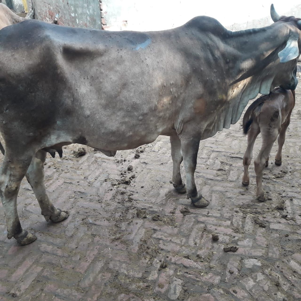 लंपी बीमारी से ग्रस्त गाय । संवाद