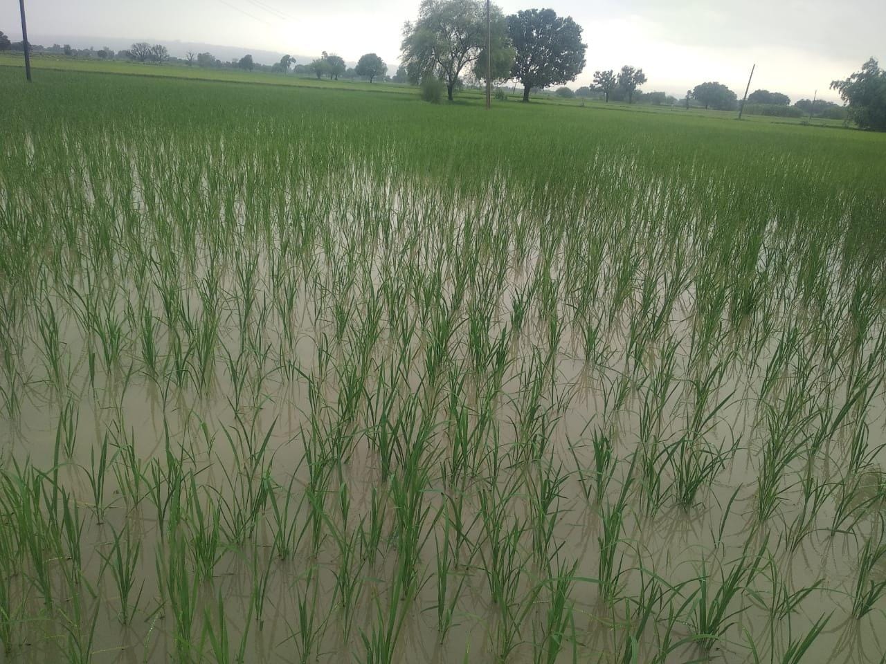बारिश के बाद धान की फसल में भरा पानी। संवाद बारिश के बाद धान की फसल में भरा पानी। संवाद