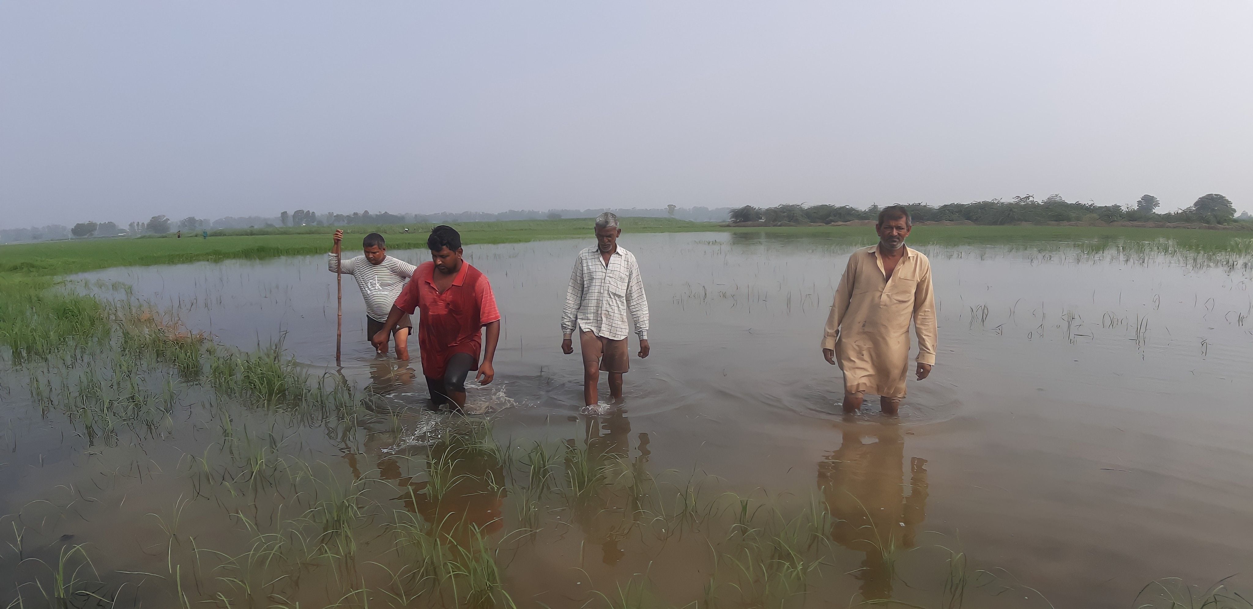  भिड़ताना गांव के खेतों में भरे बरसाती पानी से निकलते किसान। संवाद
