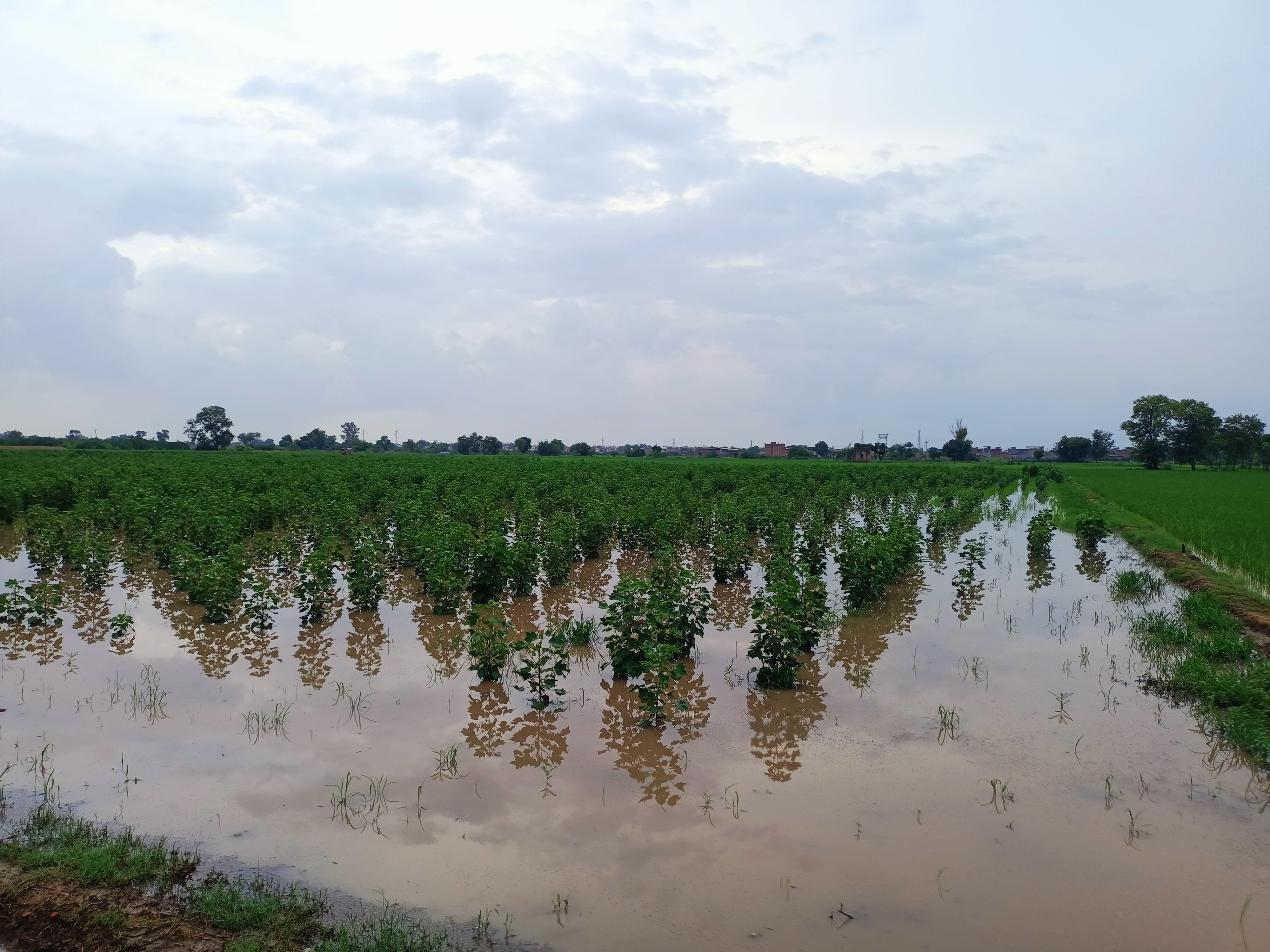खेत में जमा पानी और खड़ी फसल ।  संवाद