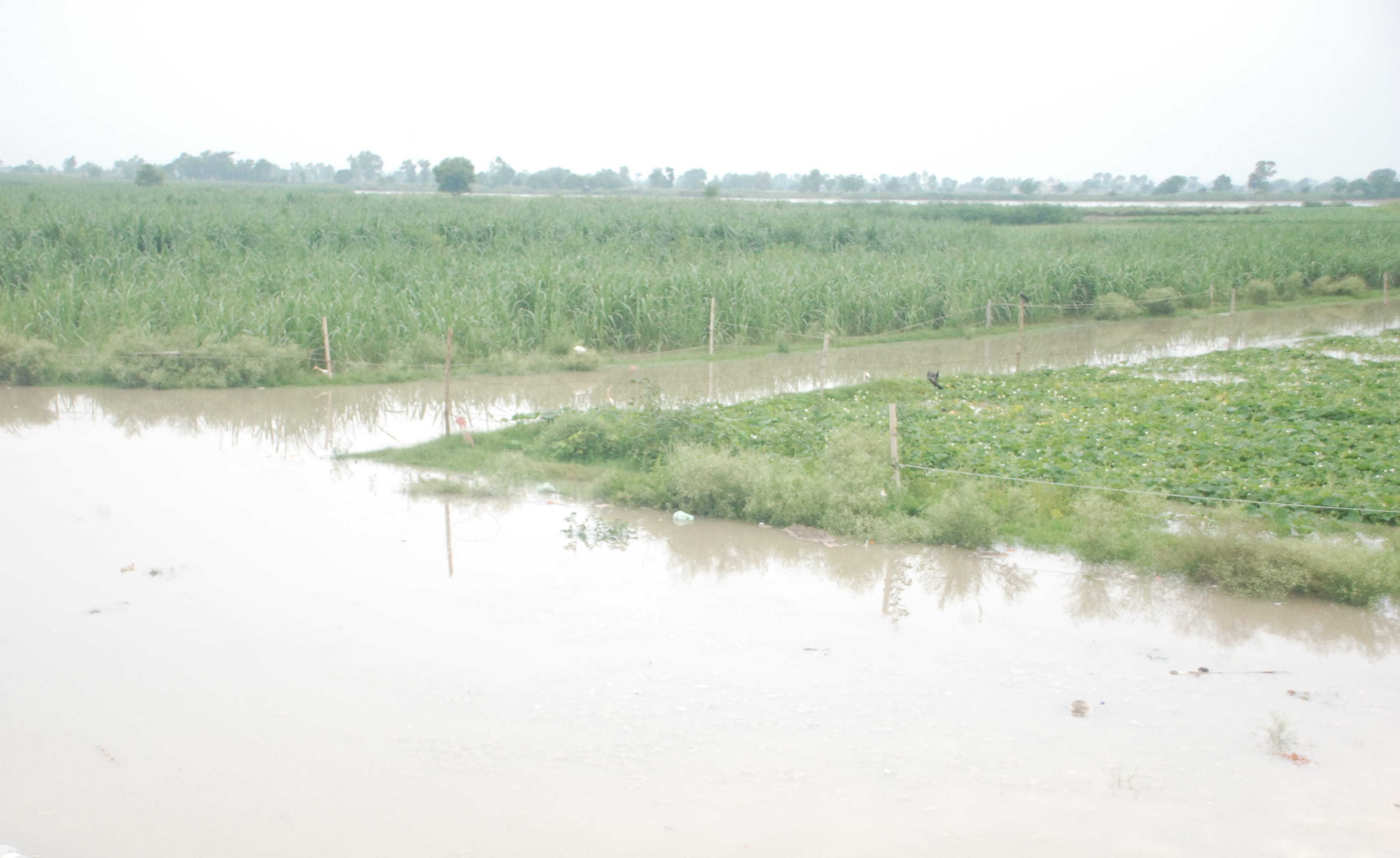 सिसाना खादर में डूबी फसल सिसाना खादर में डूबी फसल
