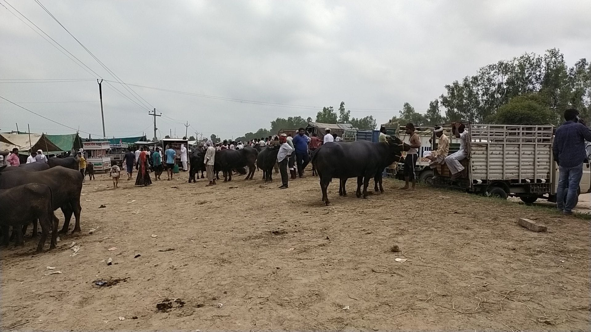 फतेहाबाद में लगा मेला और उसमें अलग-अलग राज्यों से आए पशु।