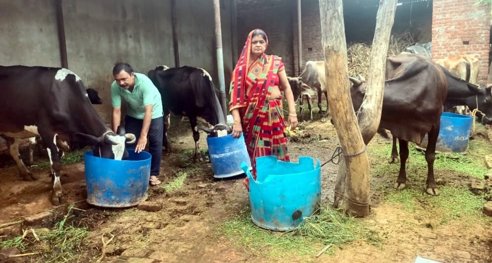 स्योहारा के गांव माघपुर उदयचंद उर्फ मिट्ठेपुर में बेसहारा गायों की सेवा करते सुरेंद्र प्रजापति 