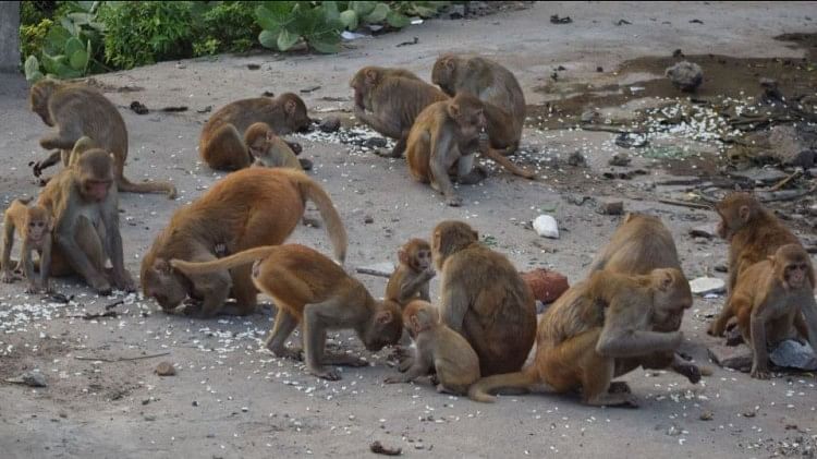 Terror Of Monkeys In The City More Than Three Thousand Monkeys Who Are  Dangerous - शहर में बंदरों का आतंक: तीन हजार से अधिक बंदर ऐसे जो हैं खतरनाक,  नगर निगम ने