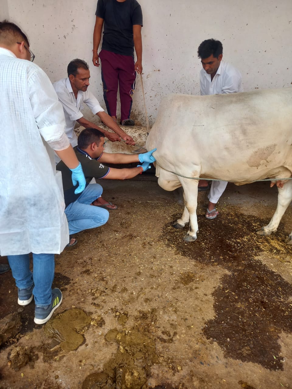लंपी बिमारी से ग्रसित गाय की जांच करते पशु चिकित्सक
