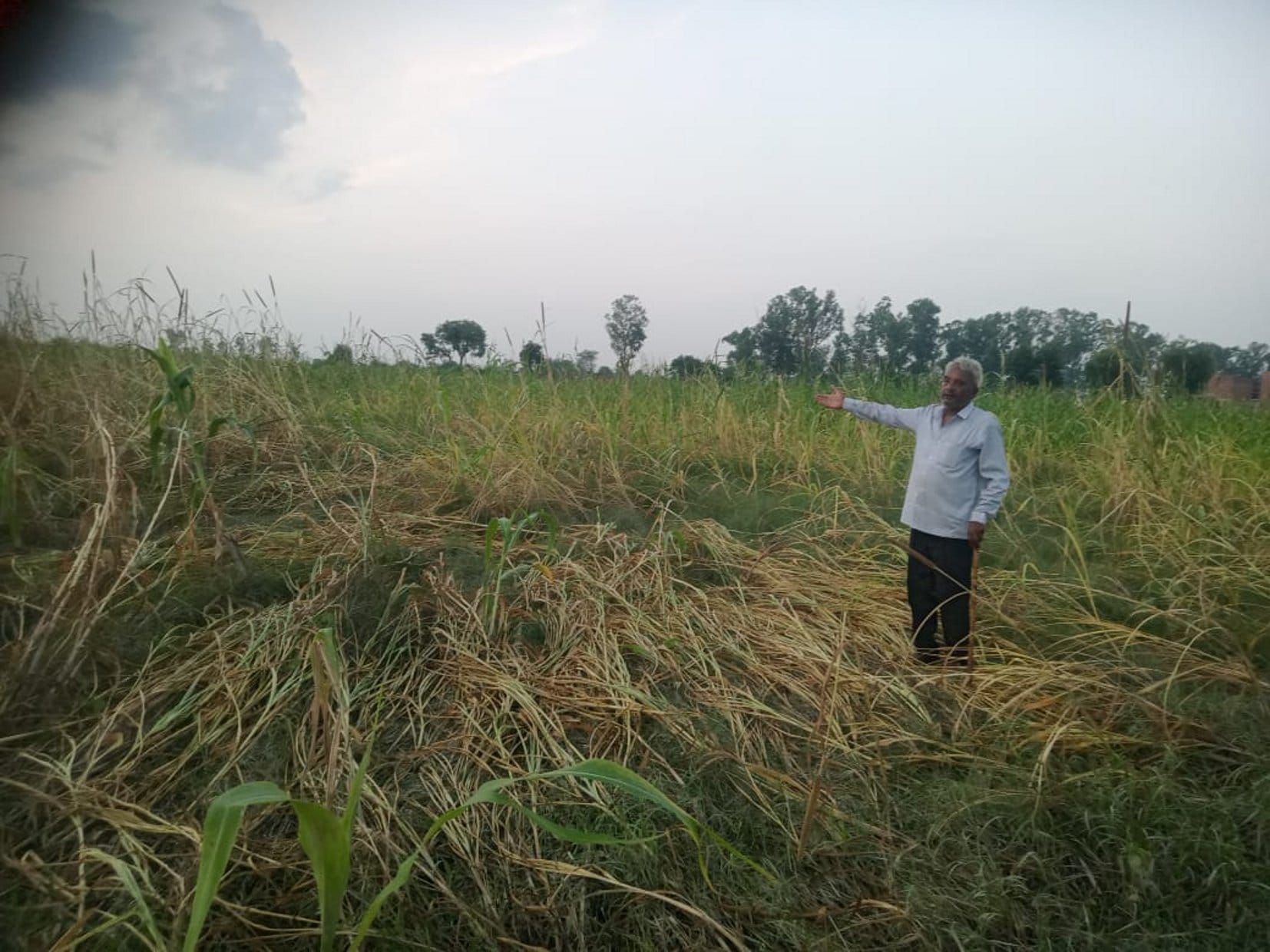 यमुना खादर में नष्ट हुई फसल दिखाता किसान हरिसिंह