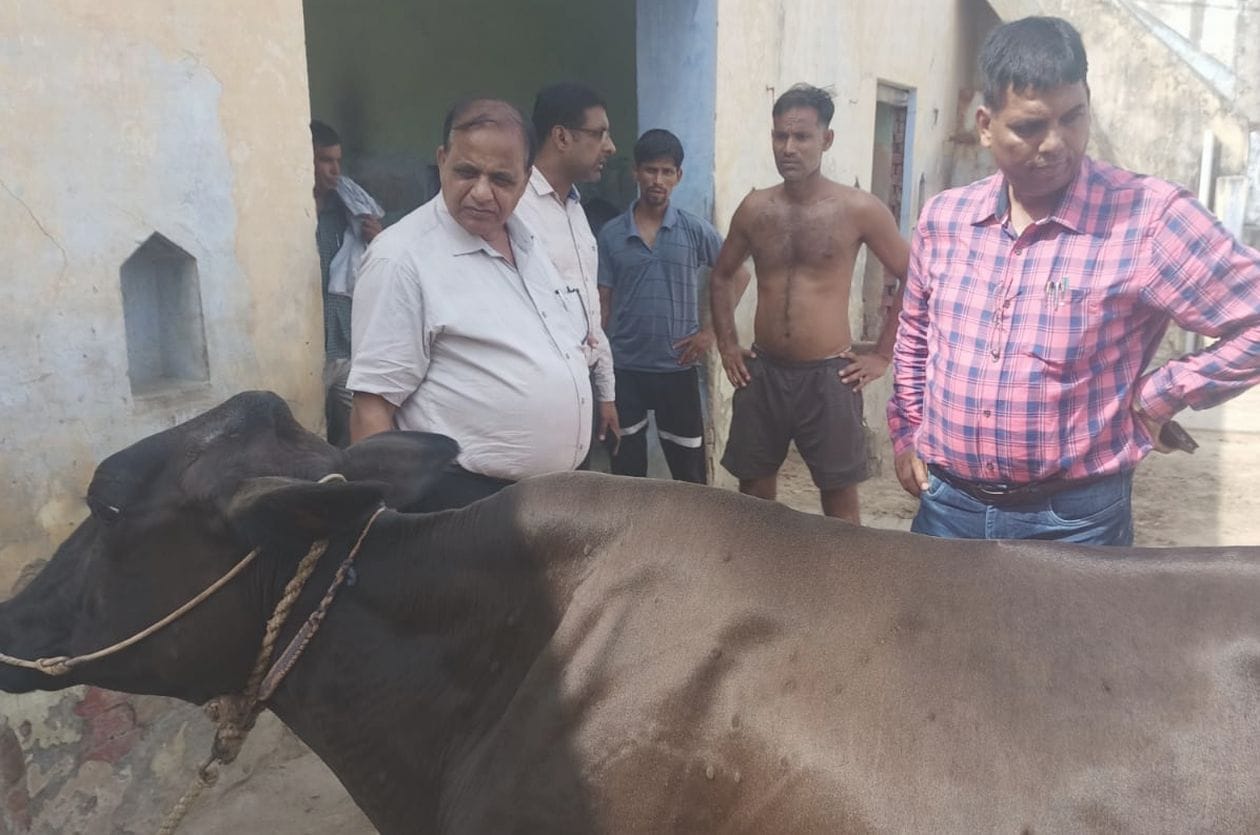गांव बुकलाना में लम्पी रोग से पीडित पशु का उपचार करते चिकित्सक। संवाद गांव बुकलाना में लम्पी रोग से पीडित पशु का उपचार करते चिकित्सक। संवाद