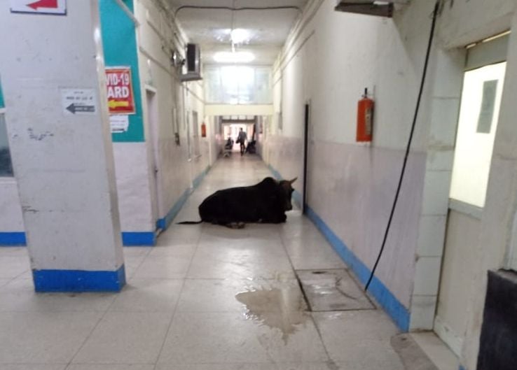 नागरिक अस्पताल के इमरजेंसी वार्ड के पीछे से जाने वाली गैलरी में बैठा बेसहारा पशु। संवाद।