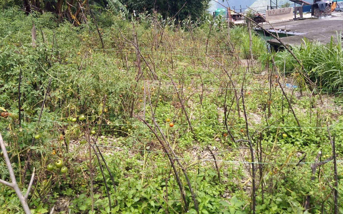 नघेता गांव में अज्ञात बीमारी की चपेट में आया टमाटर का पूरा खेत। संवाद