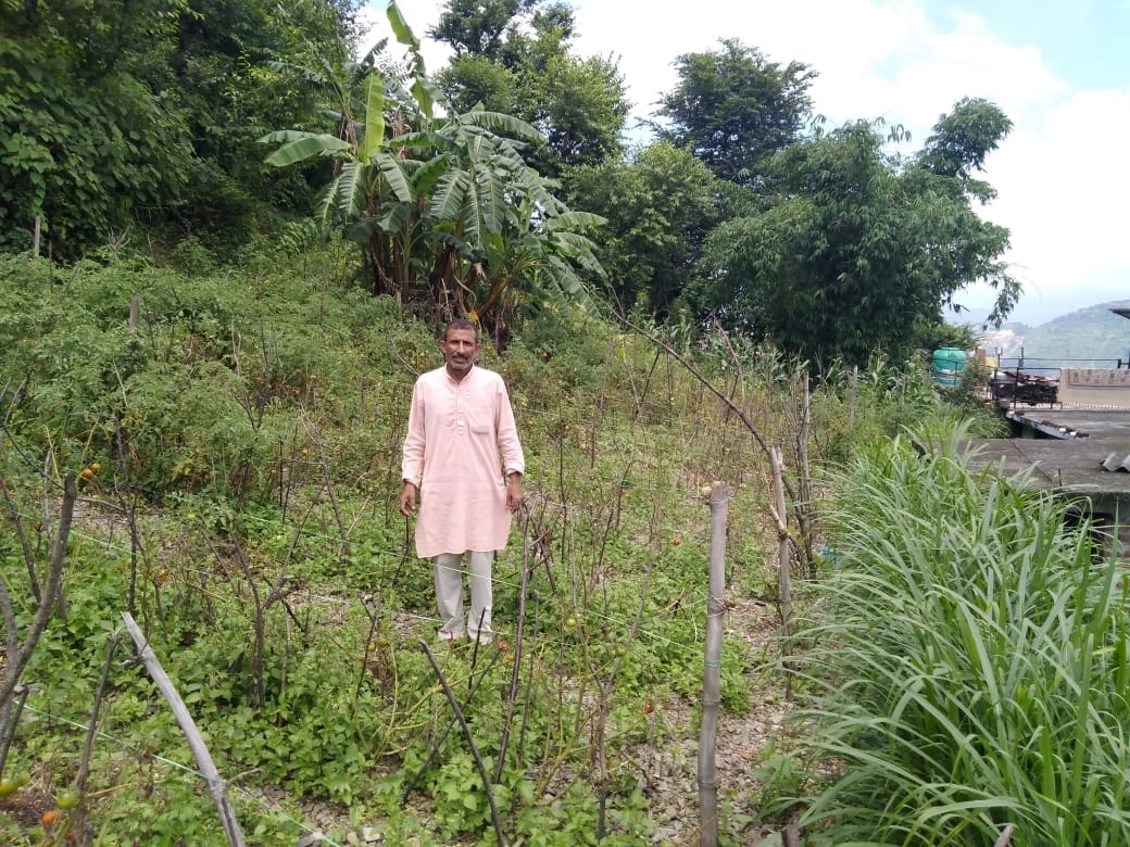 नघेता गांव में टमाटर की खराब हुई फसल दिखाता एक किसान। संवाद