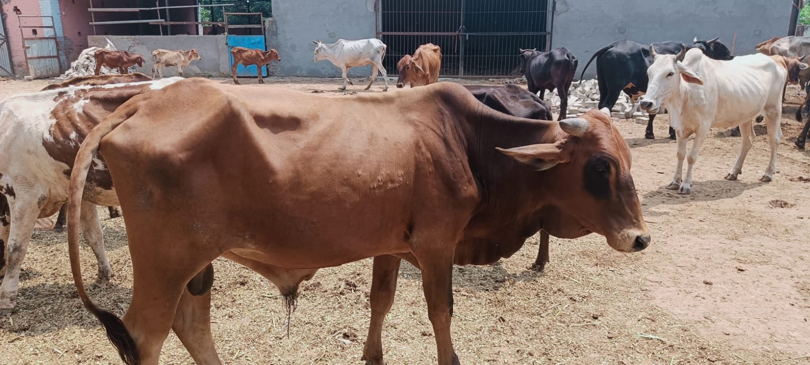 बाबरी की अस्थाई गोशाला में लंपी बीमारी से ग्रस्त सांड अन्य पशुओं के साथ। बाबरी की अस्थाई गोशाला में लंपी बीमारी से ग्रस्त सांड अन्य पशुओं के साथ।