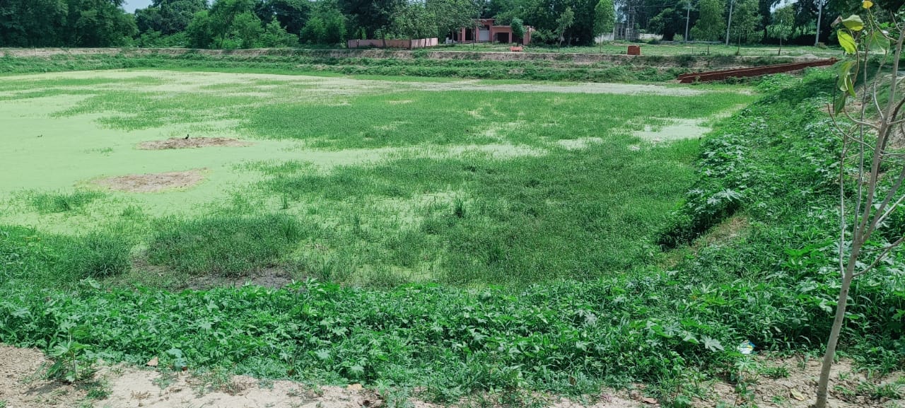 बाबरी के हिरनवाड़ा गांव में अमृत सरोवर तालाब में गंदगी। बाबरी के हिरनवाड़ा गांव में अमृत सरोवर तालाब में गंदगी।