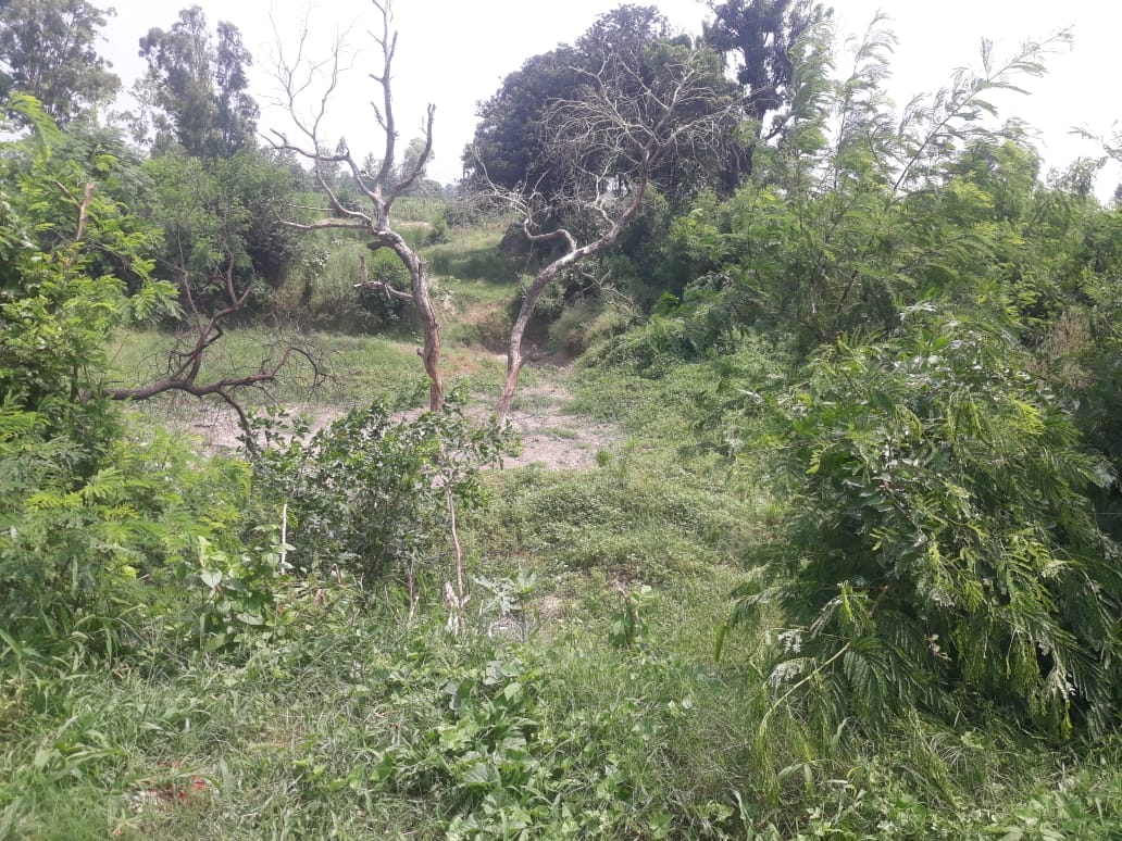 ढिंढाली गांव में अमृत सरोवर का बुरा हाल। ढिंढाली गांव में अमृत सरोवर का बुरा हाल।