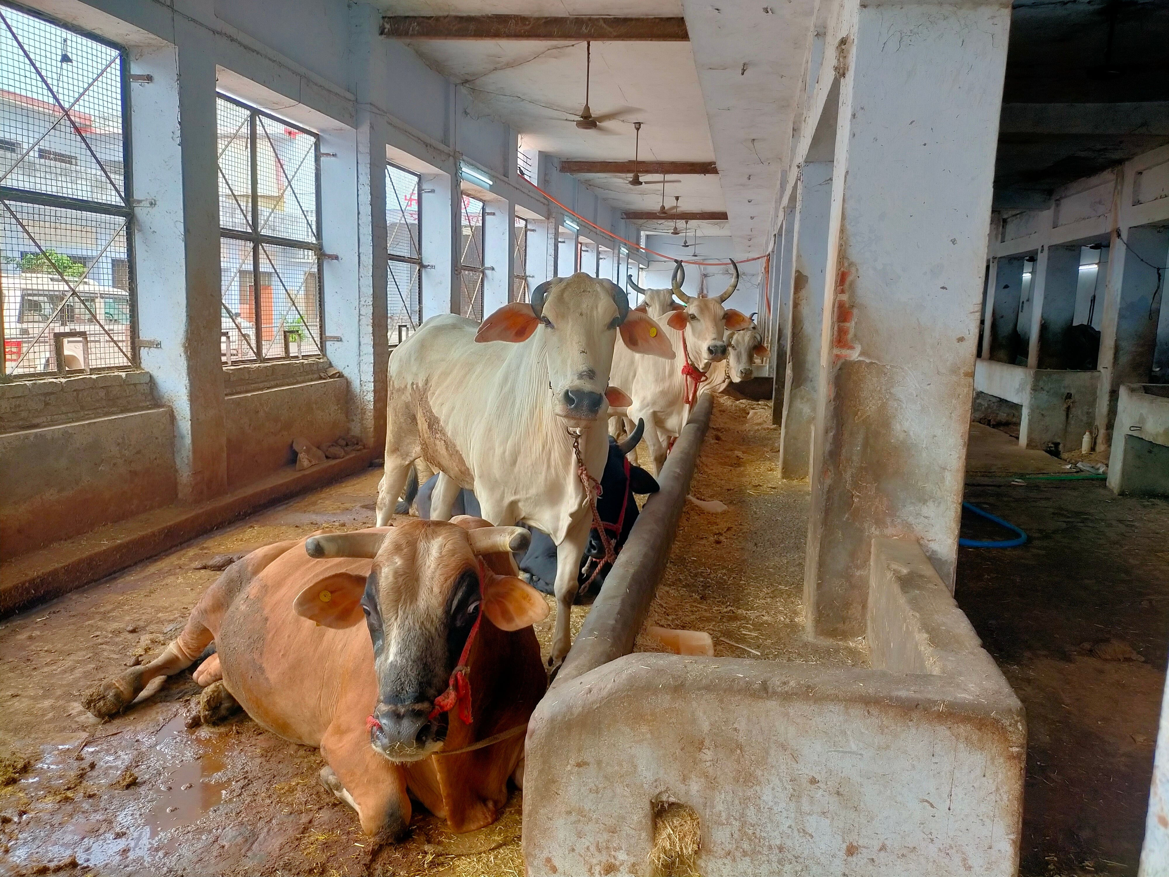 कैराना स्थित गौशाला में बंधे गौवंश कैराना स्थित गौशाला में बंधे गौवंश
