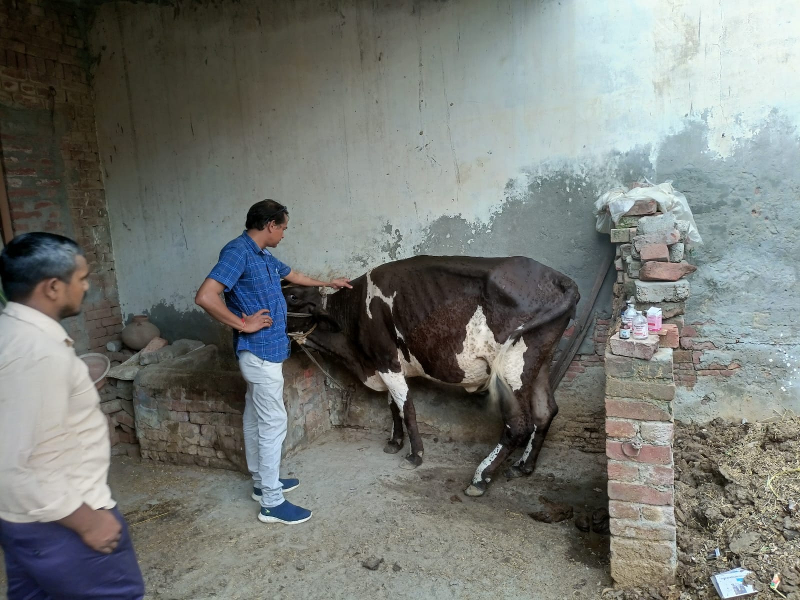 थानाभवन में बीमार लंपी रोग से ग्रस्त गाय को देखते डॉ. पंकज। थानाभवन में बीमार लंपी रोग से ग्रस्त गाय को देखते डॉ. पंकज।