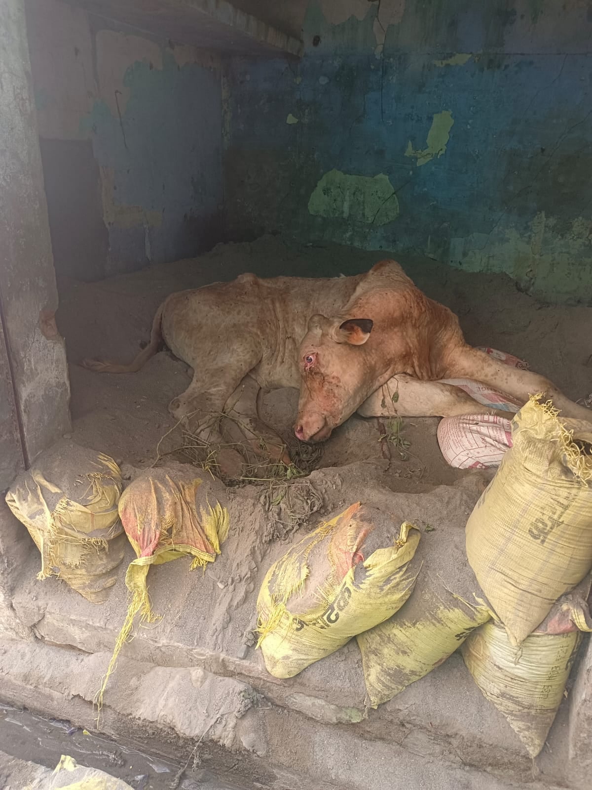 थानाभवन में लंपी रोग से ग्रस्त बेसहारा गाय। थानाभवन में लंपी रोग से ग्रस्त बेसहारा गाय।