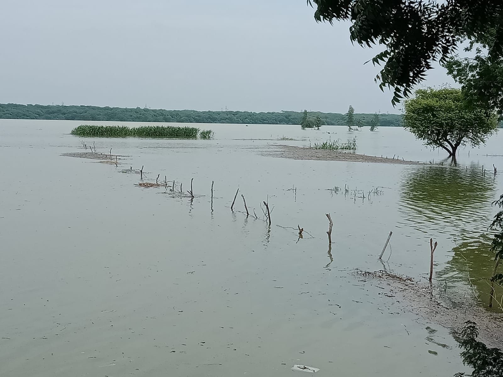 पानी में डूबी गांव गोहानी की फसलें। संवाद पानी में डूबी गांव गोहानी की फसलें। संवाद