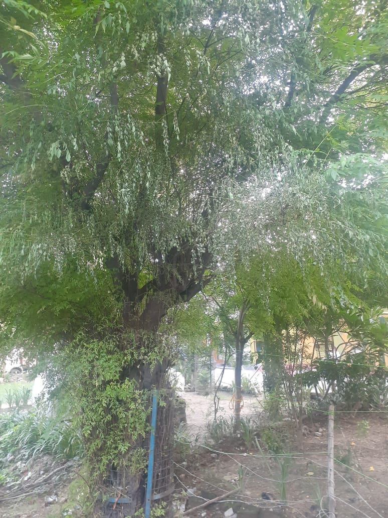 आग से झुलसा पेड़। संवाद आग से झुलसा पेड़। संवाद