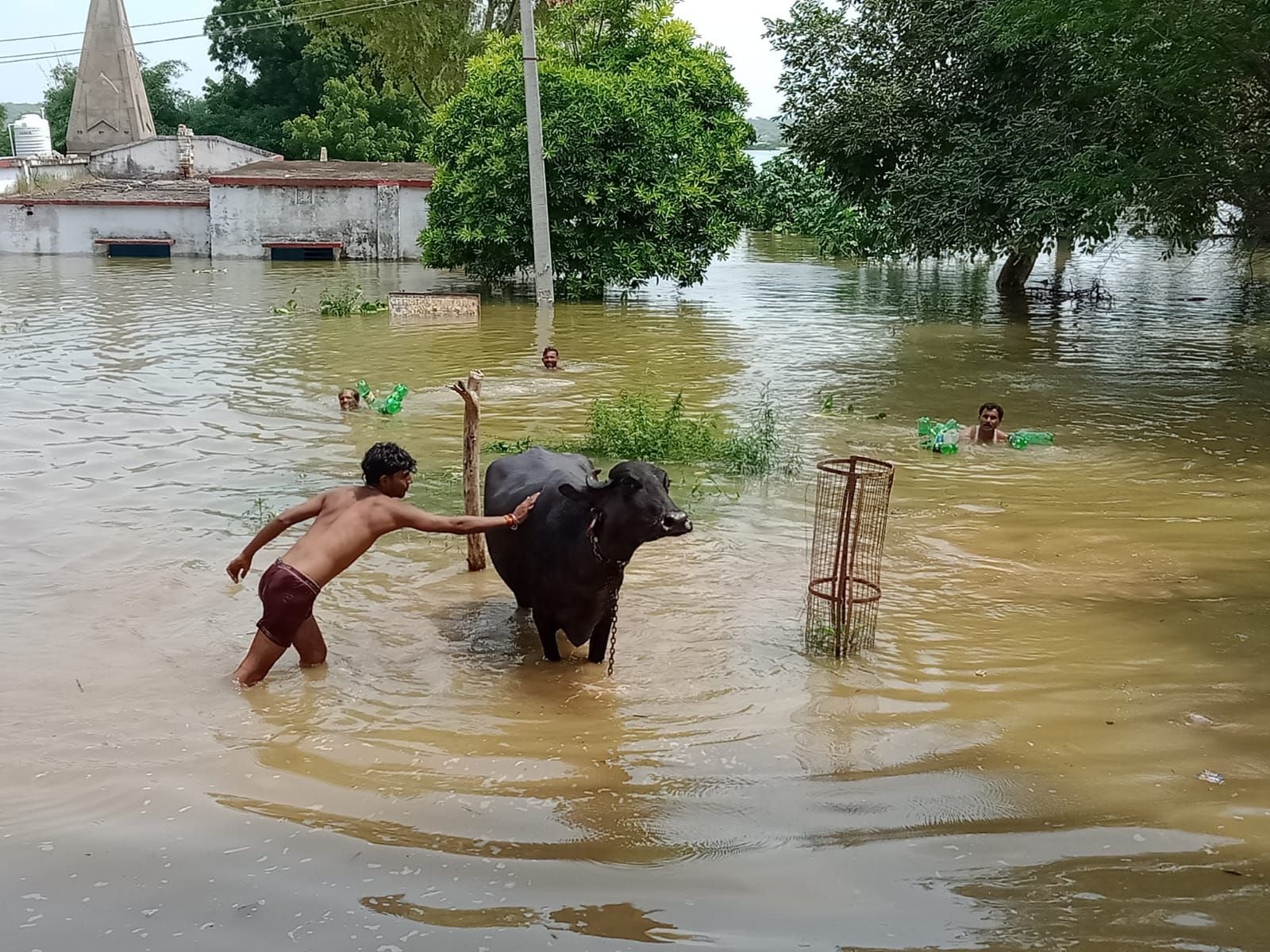 इटावा में बाढ़ ...खरीटी गांव बाढ़ के पानी में फसी भैंस को निकालते निकालते ग्रामीण। संवाद
