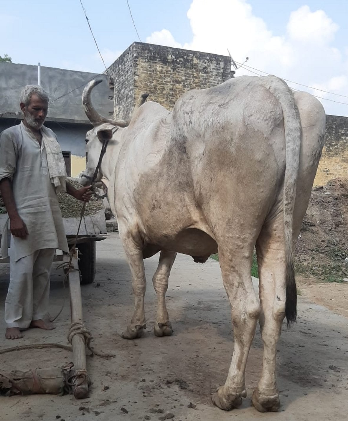 डौलचा गांव में बैल में बीमारी की जानकारी देता गजेंद्र यादव डौलचा गांव में बैल में बीमारी की जानकारी देता गजेंद्र यादव