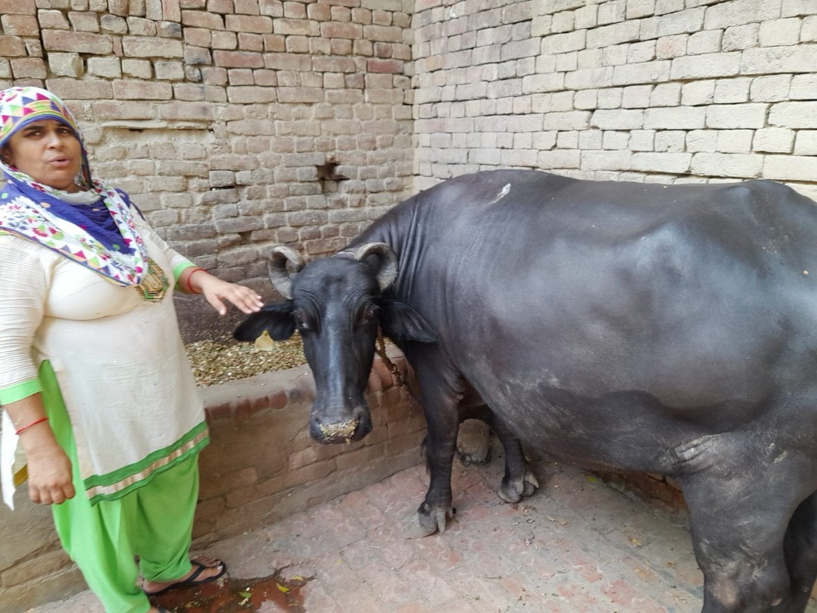 गैडबरा गांव में भैंस में बीमारी की जानकारी देती महिला मंजू गैडबरा गांव में भैंस में बीमारी की जानकारी देती महिला मंजू