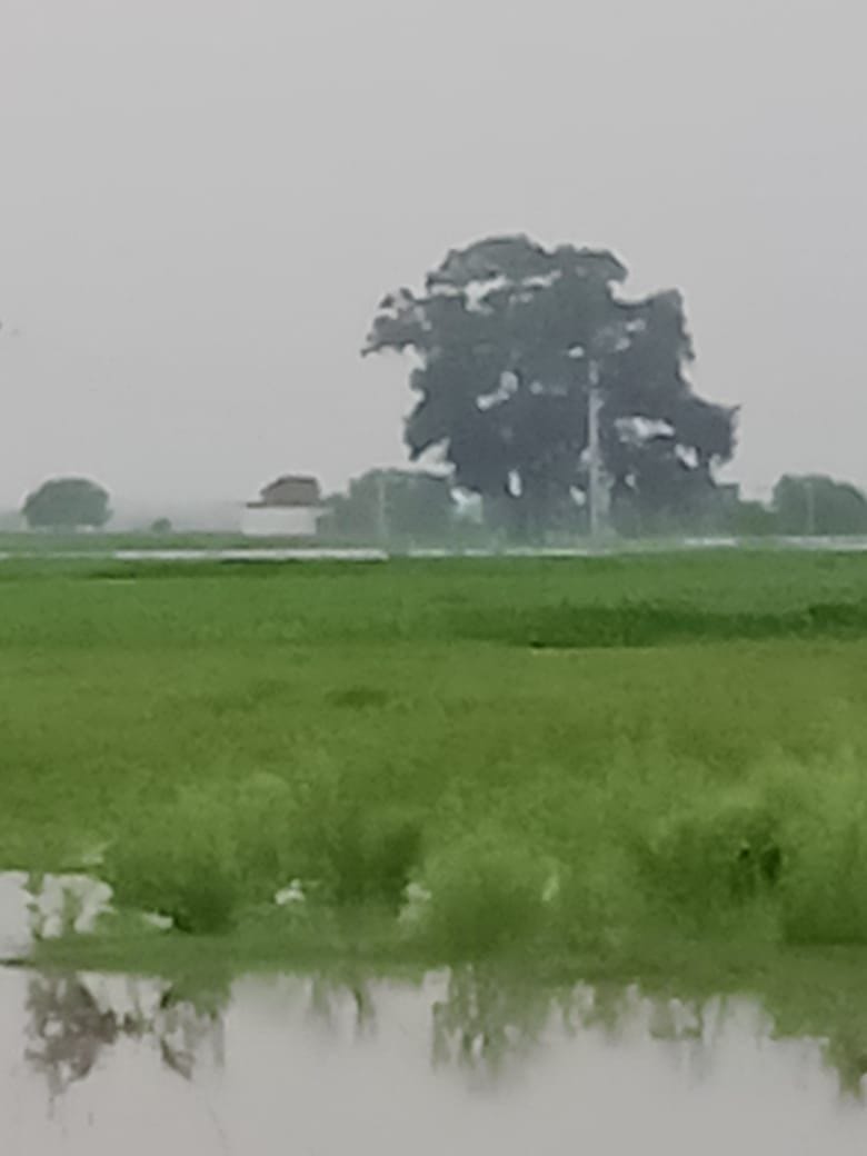 बाढ़ के पानी में डूबी फसलें।
