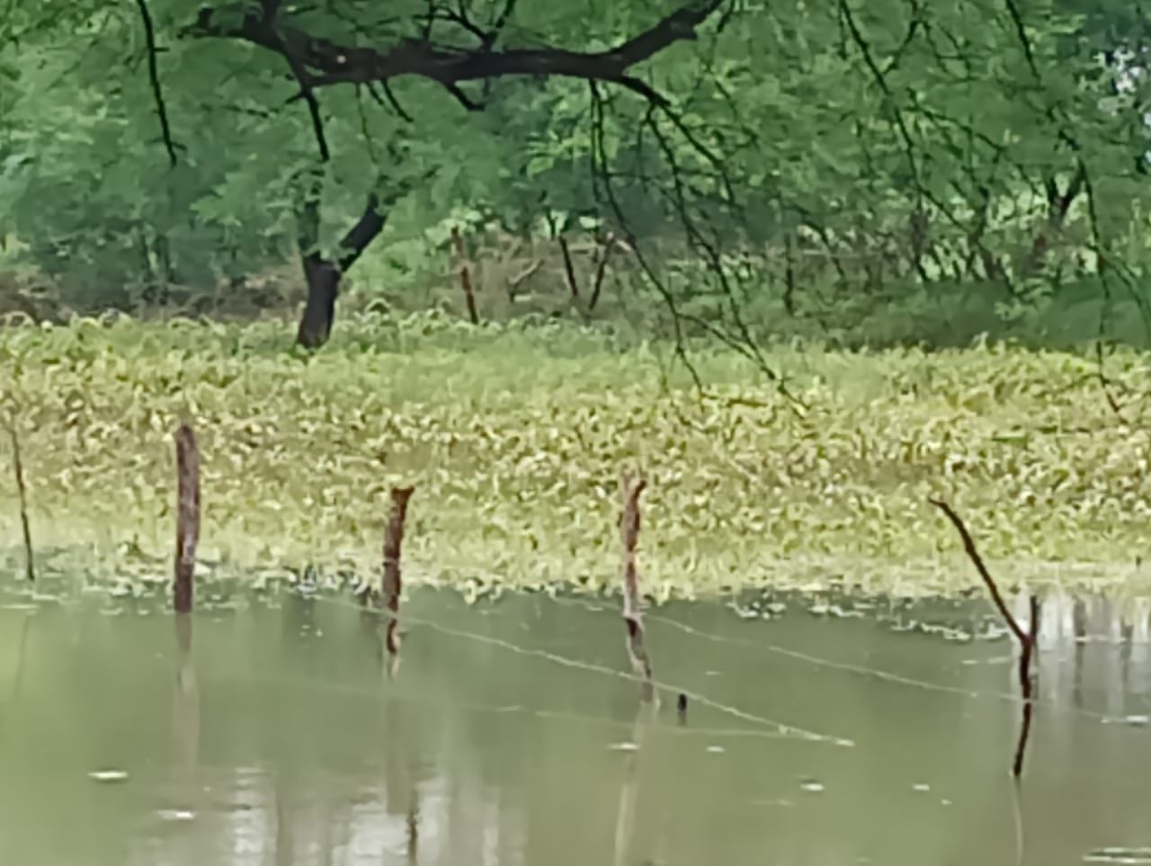 जलमग्न खेत।