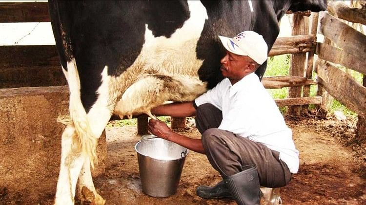 गाय का दूध भी खरीदेगी सरकार