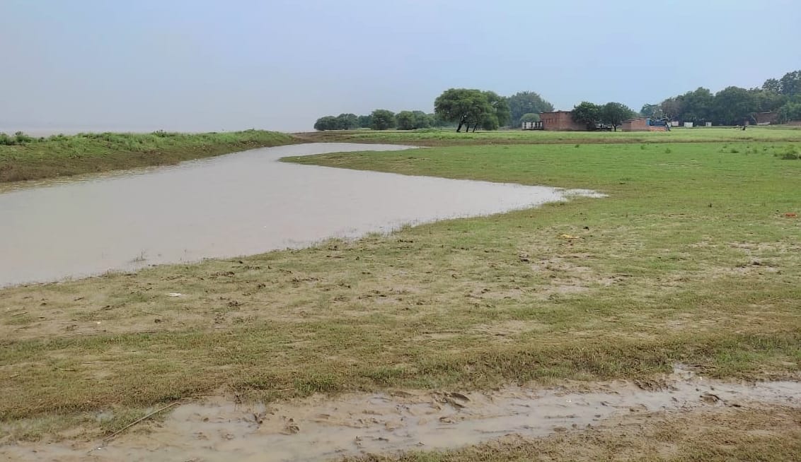 गंगा का जलस्तर घटने पर डेरवा में नष्ट हुई फसल। संवाद