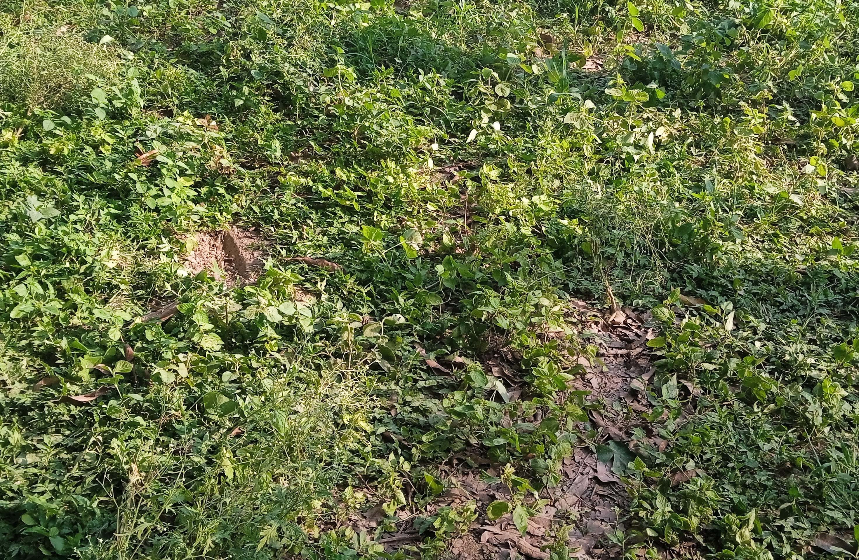 बीसलपुर के गांव रोहनिया का घटना स्थल। संवाद बीसलपुर के गांव रोहनिया का घटना स्थल। संवाद