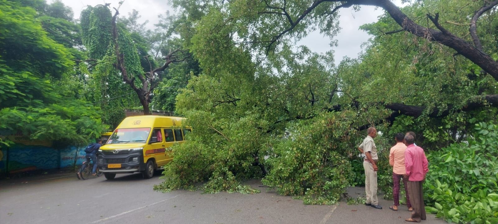 डायट चौराहा के पास सड़क पर बारिश से गिरा शीशम का पेड़। संवाद डायट चौराहा के पास सड़क पर बारिश से गिरा शीशम का पेड़। संवाद