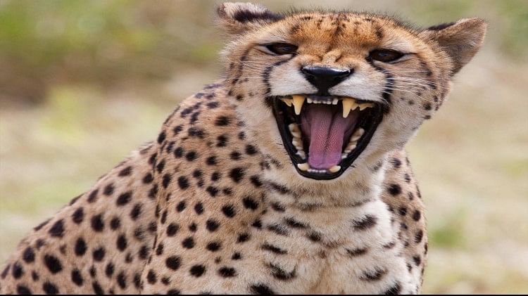 How Does Cheetah Voice Sound Kuno National Park - Cheetah Voice: चीते न