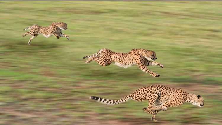 Cheetah History In Jaipur Gulkand And Paneer Were Fed With Meat Know