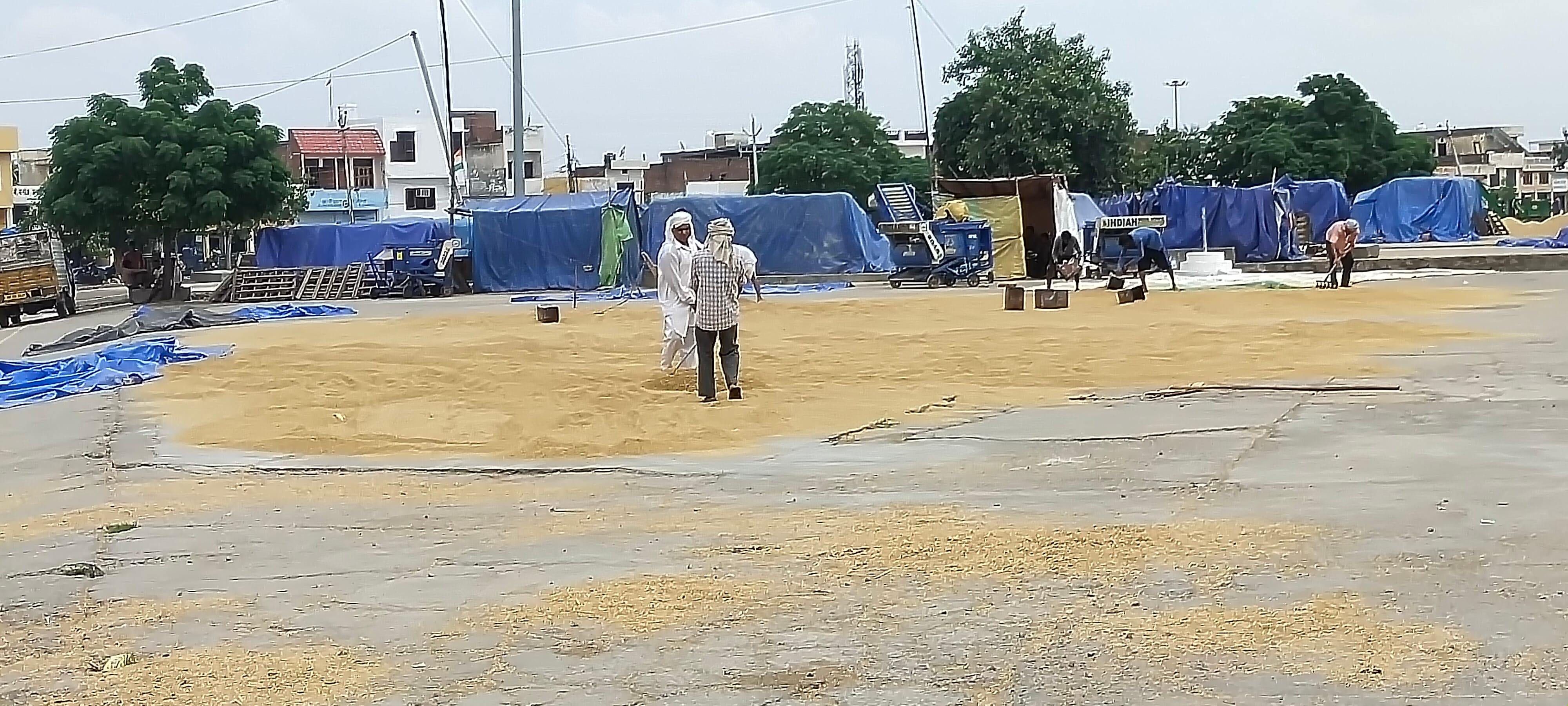 अनाज मंडी में धान सुखाते मजदूर। संवाद अनाज मंडी में धान सुखाते मजदूर। संवाद