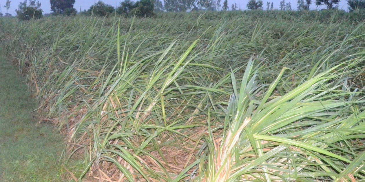 लालपुर गांव में शाम के समय तेज तूफान आने के कारण खेत में गिरी पड़ी ईख की फसल । संवाद लालपुर गांव में शाम के समय तेज तूफान आने के कारण खेत में गिरी पड़ी ईख की फसल । संवाद