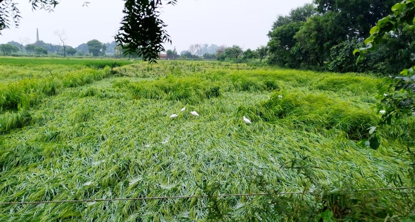 उझानी क्षेत्र में जमीन पर बिछी धान की फसल। संवाद उझानी क्षेत्र में जमीन पर बिछी धान की फसल। संवाद