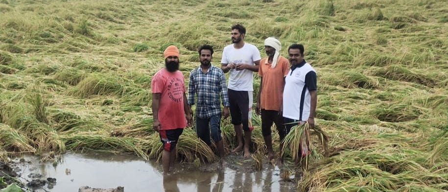 गांव ललोदा में धान के खेत में घुसा पानी व बिछी धान की फसल। गांव ललोदा में धान के खेत में घुसा पानी व बिछी धान की फसल।