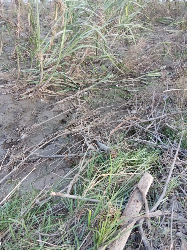 चिलकाना में बाढ़ से खराब हुई फसल चिलकाना में बाढ़ से खराब हुई फसल
