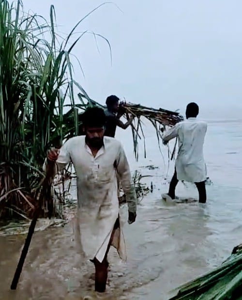 चौसाना क्षेत्र के गांव भड़ी में युमना का जलस्तर बढ़ने के बाद ईख की फसल काटकर ले जाते किसान। चौसाना क्षेत्र के गांव भड़ी में युमना का जलस्तर बढ़ने के बाद ईख की फसल काटकर ले जाते किसान।