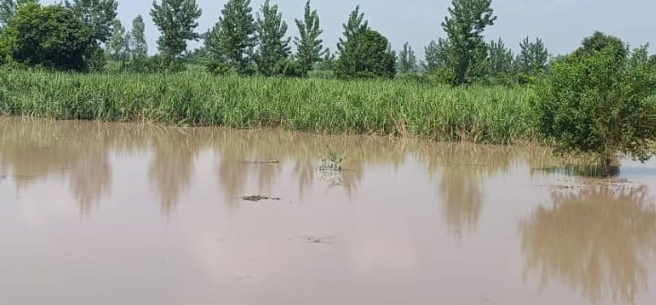 कैराना के तटवर्ती खेतों में भरा यमुना नदी का पानी। कैराना के तटवर्ती खेतों में भरा यमुना नदी का पानी।