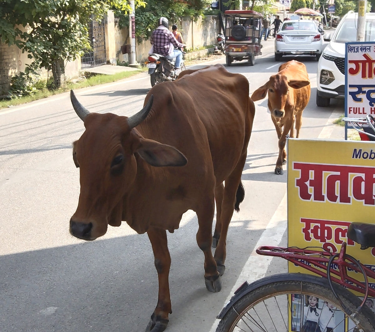 जैन डिग्री कॉलेज रोड पर सड़को पर विचरण करता गौवंश जैन डिग्री कॉलेज रोड पर सड़को पर विचरण करता गौवंश